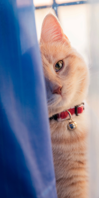 Cat looking through shower curtain
