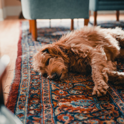 Dog laid on a patterned rug