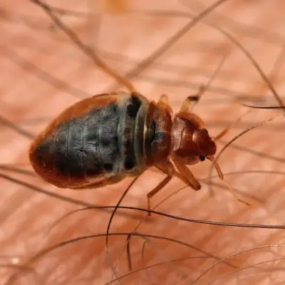 Bed bug treatment