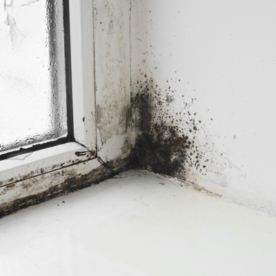 Black mould in a window