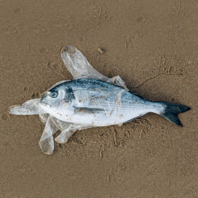 Dead fish covered with plastic