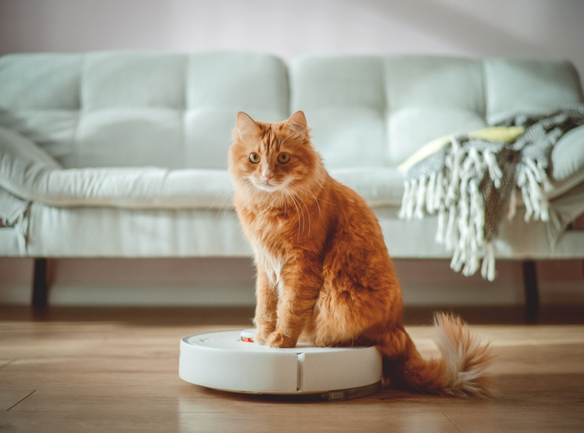 Cat sat on a robotic vacuum