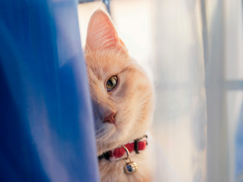 Cat peaking through shower curtains