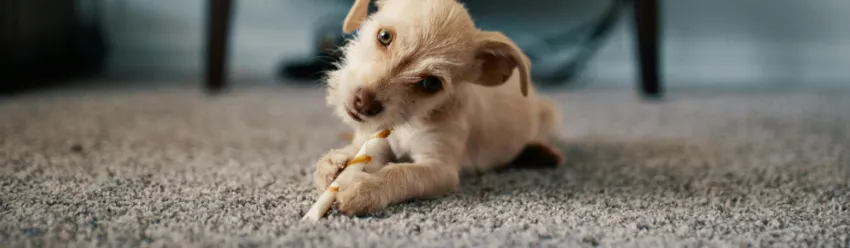 Dog sat on a carpet