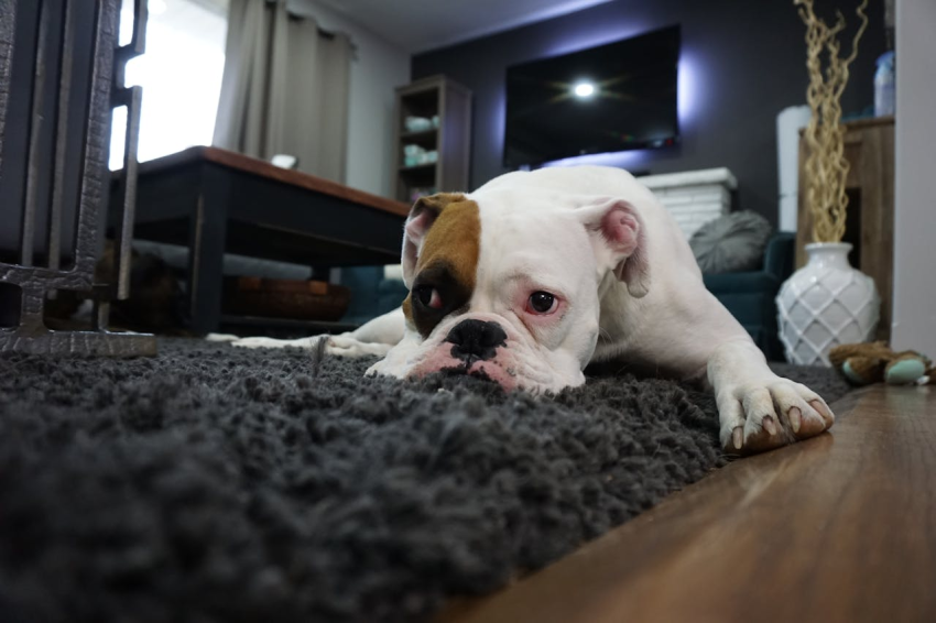 Dog lying on a shag rug