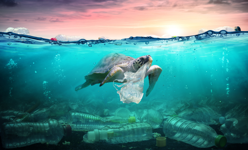 Turtle with plastic bottles and plastic bags