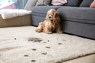 Carpet Cleaning Products