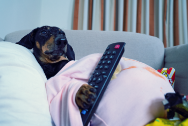 Dog watching TV and making a mess