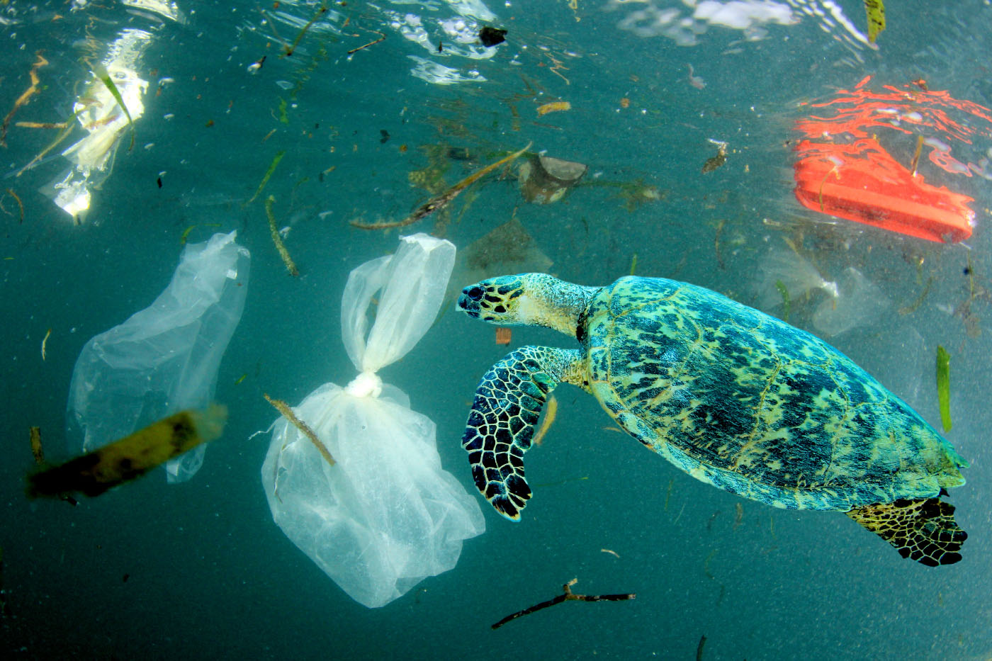 Sea turtle swimming amongst waste plastic